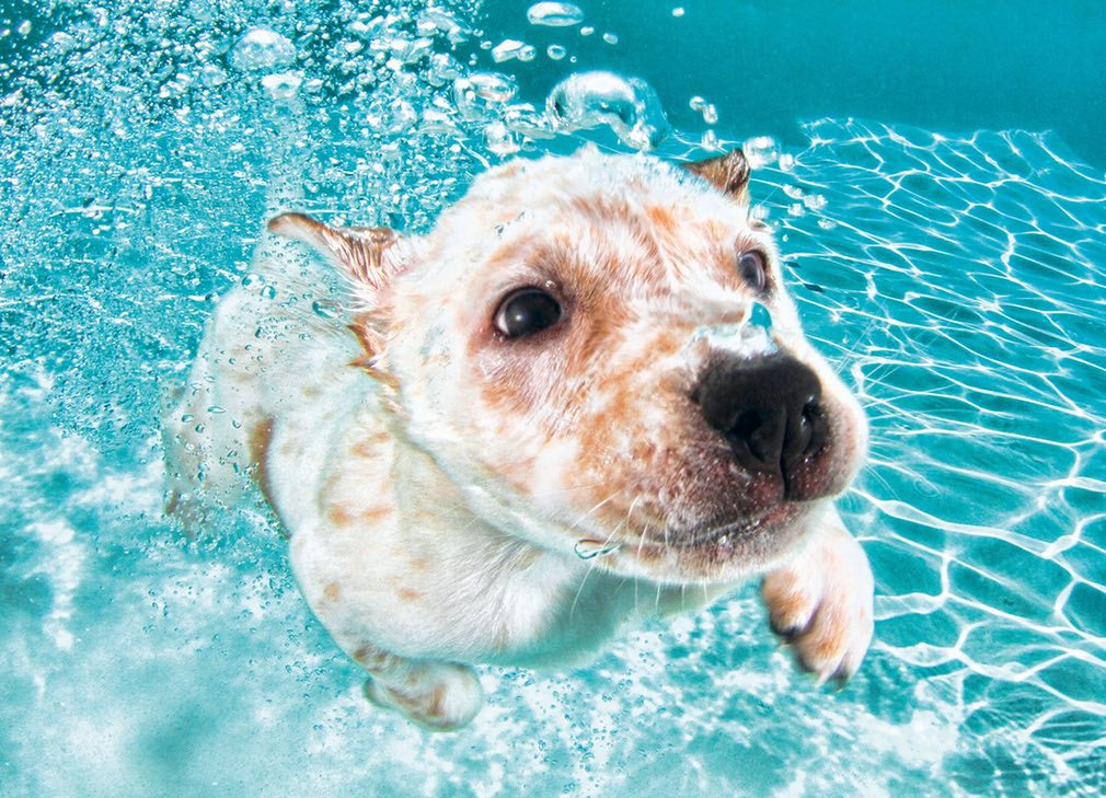 Swimming Puppies: The Collection of Photos You Never Knew You Wanted to See!