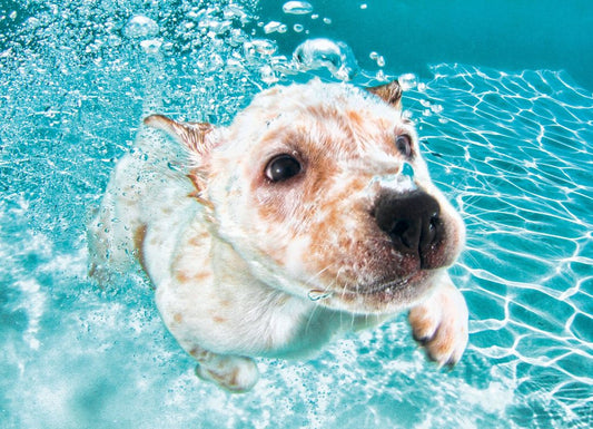 Swimming Puppies: The Collection of Photos You Never Knew You Wanted to See!