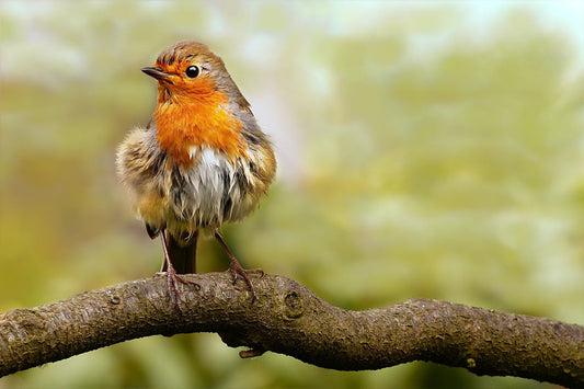 CARING FOR WILDLIFE | TURNING YOUR GARDEN INTO A SANCTUARY