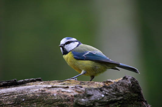 Feeding British Wild Birds.