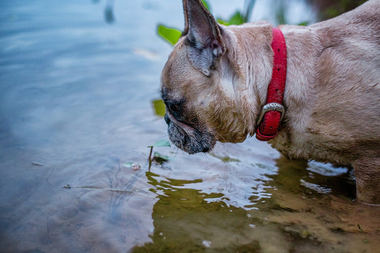 Fish on the Menu | Brown's Raw Fish - For Dogs