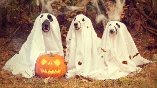 Trick or Treat – Not So Horrifying Dog Treats