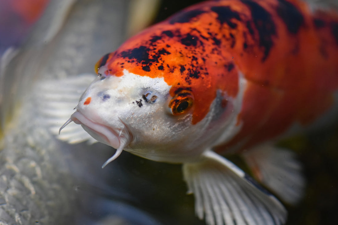 MacroGard & Koi – Keeping Them Swimming