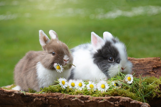 The Three Course Meal - A Rabbits Daily Diet