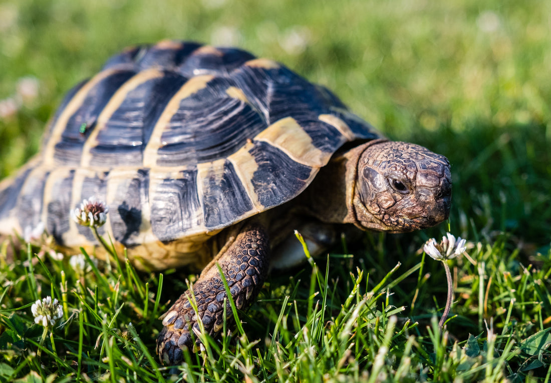 The Sheltered Life | Keeping Your Tortoise Happy