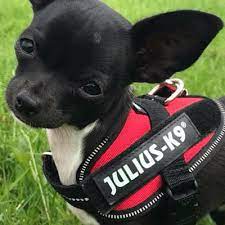 Julius-K9® Powerharness, Baby 1/XS: 29-36cm/18mm (Colour Variations) - BROWNS PET RANGE