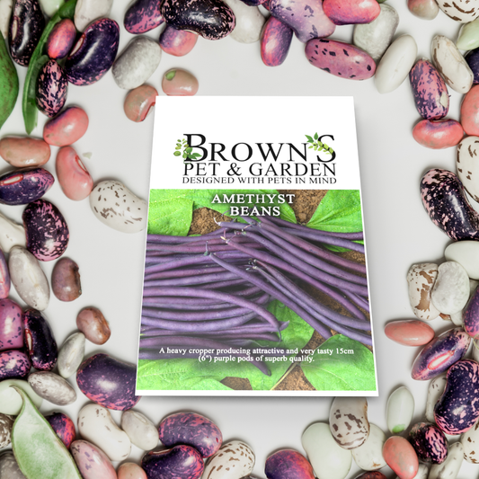 Brown's GYO Amethyst Dwarf Beans - BROWNS PET RANGE