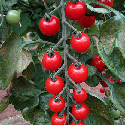 Brown's GYO Sweet Aperitif Tomatoes - BROWNS PET RANGE