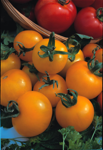 Brown's GYO Tomatoes Golden Sunrise - BROWNS PET RANGE