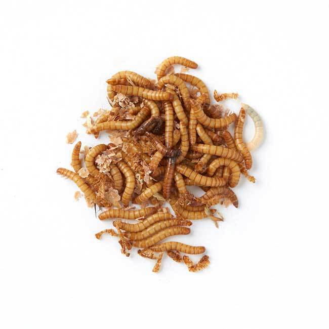 Brown's Live Wild Bird Food | Live Mealworms 75g -  - Browns Pet Range