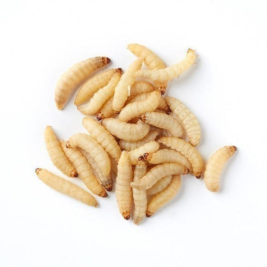 Brown's Reptile Food | Live Waxworms 75g x 5 -  - Browns Pet Range