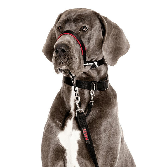 NEW Halti OptiFit Headcollar -  - Browns Pet Range