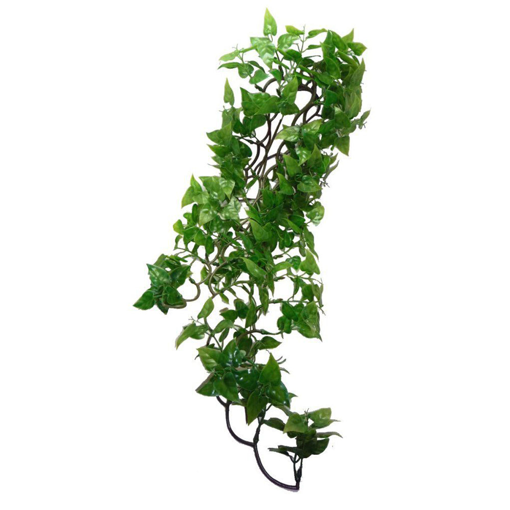 Komodo Philodendron Hanging Plant - BROWNS PET RANGE