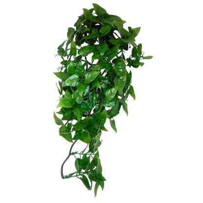 Komodo Philodendron Hanging Plant - BROWNS PET RANGE