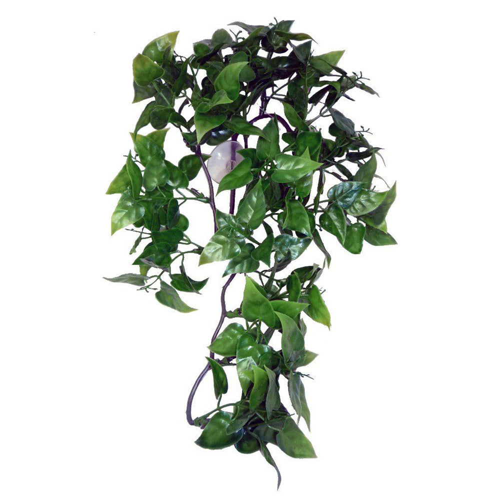 Komodo Philodendron Hanging Plant - BROWNS PET RANGE