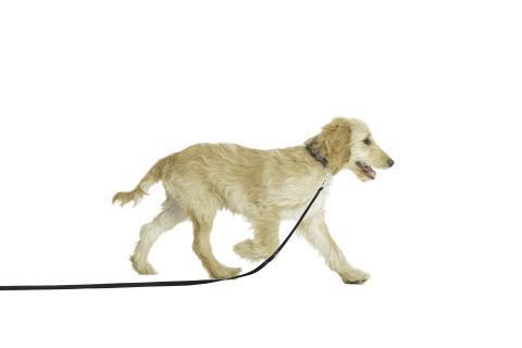 Puppy Training Line 2.5 Metres -  - Browns Pet Range