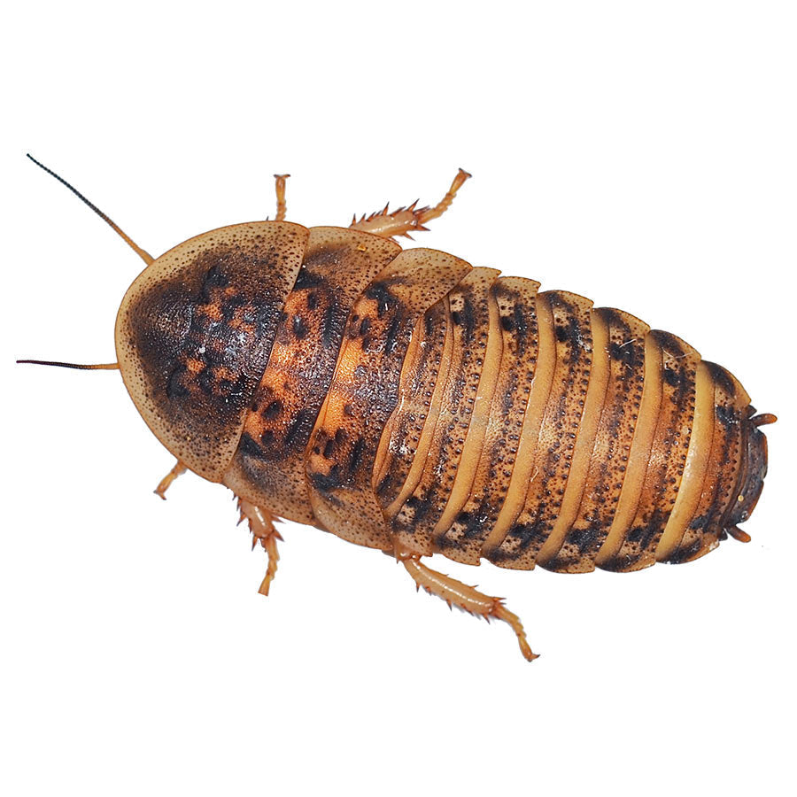 Reptile Food | Live Dubia Roaches, Adult 35-40mm  Pre Pack x 5 - BROWNS PET RANGE