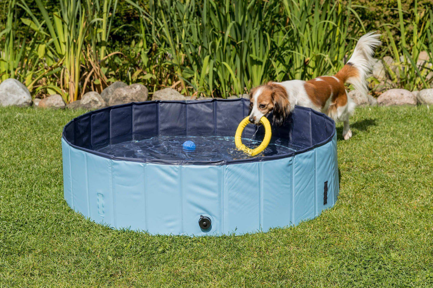 Swimming Pool For Dogs -  - Browns Pet Range