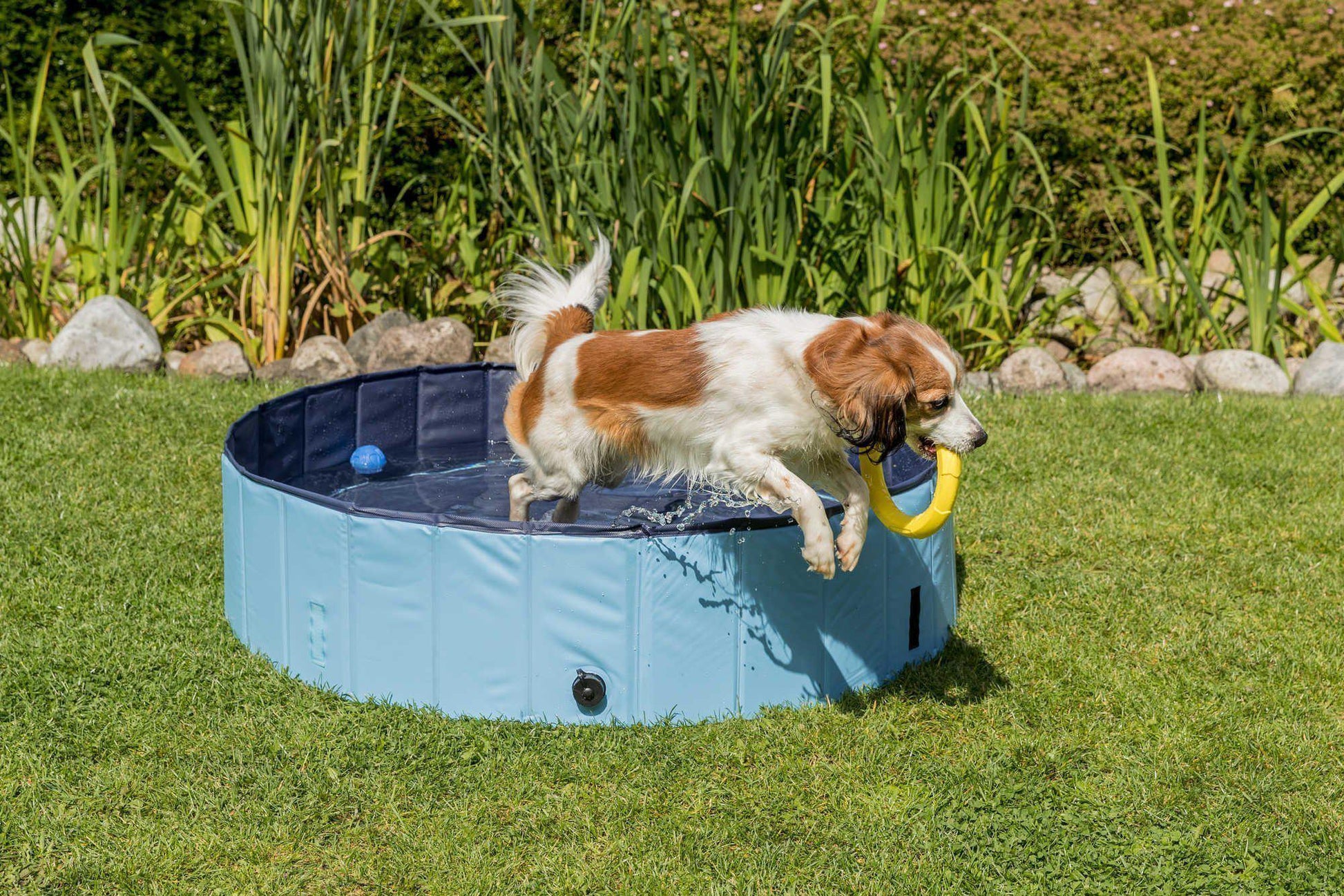 Swimming Pool For Dogs -  - Browns Pet Range