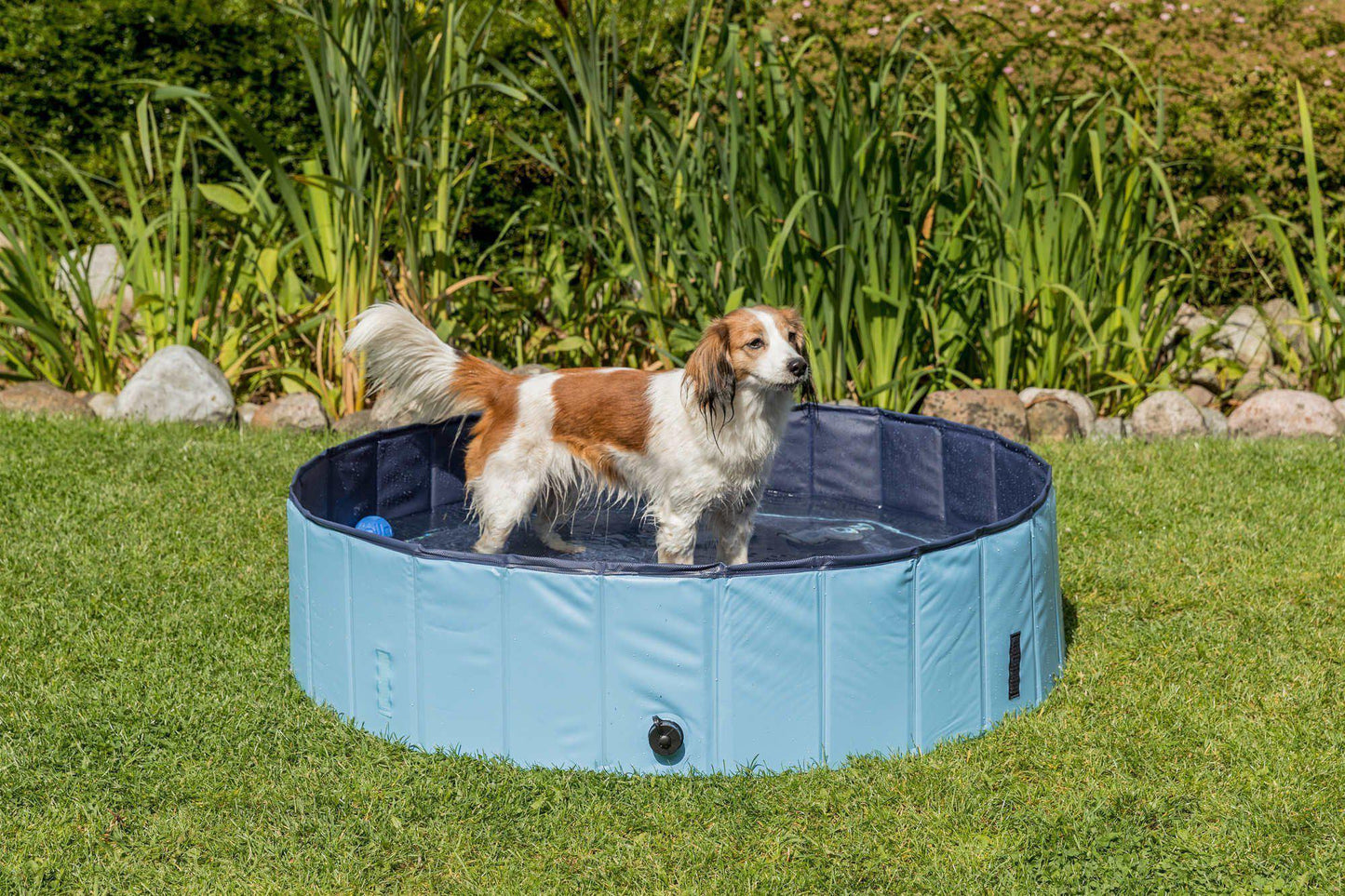 Swimming Pool For Dogs -  - Browns Pet Range