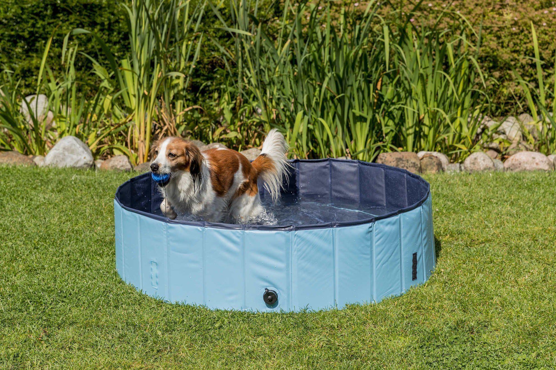 Swimming Pool For Dogs -  - Browns Pet Range