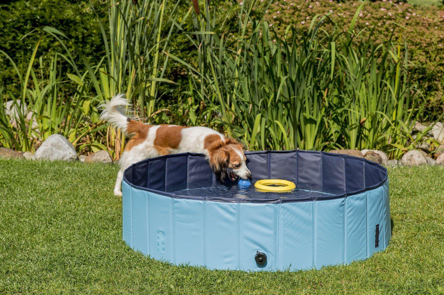 Swimming Pool For Dogs -  - Browns Pet Range