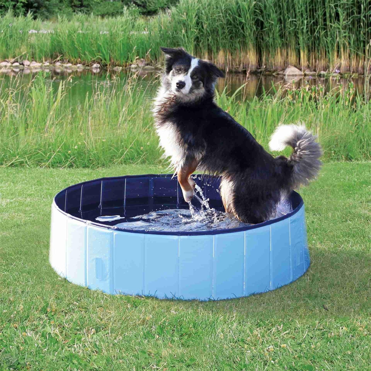 Swimming Pool For Dogs -  - Browns Pet Range