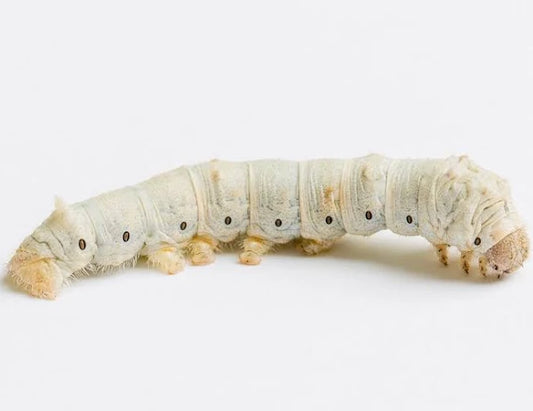 Brown's Reptile Food | Large Silkworms - BROWNS PET RANGE